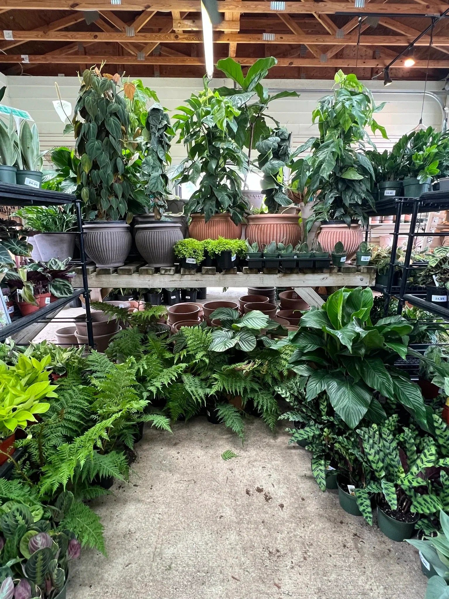 ALL SEASON INDOOR PLANTS