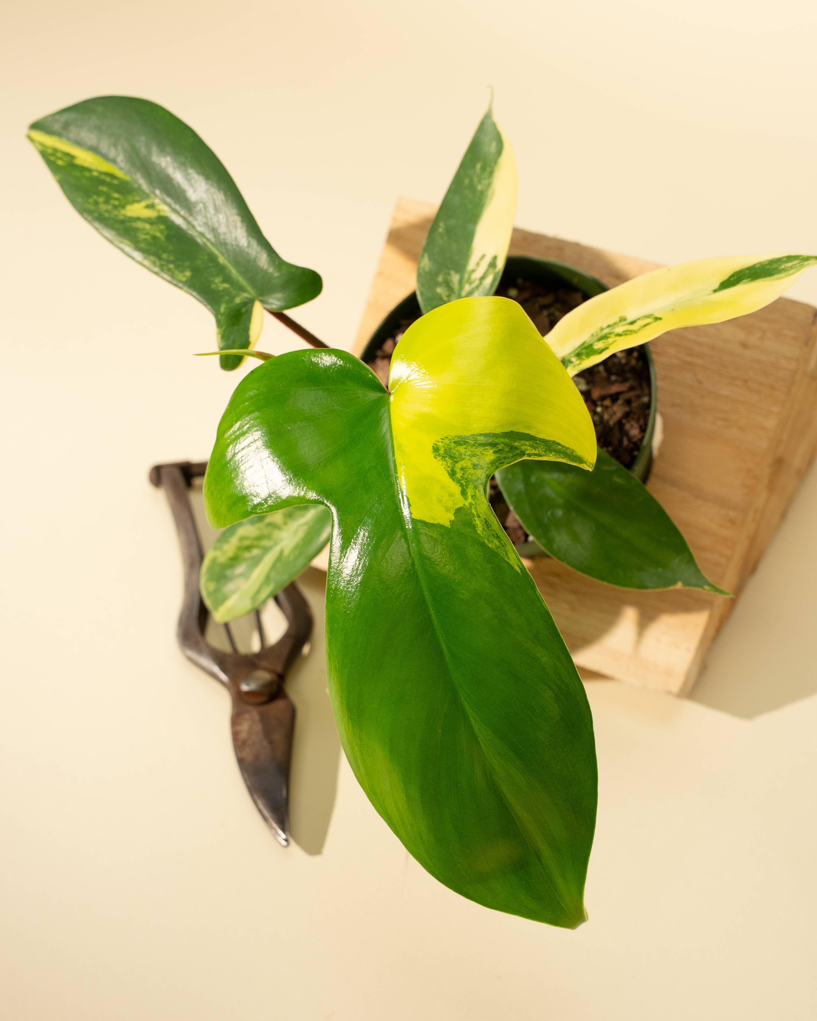 4" Philodendron Florida Beauty 'Sunrise'