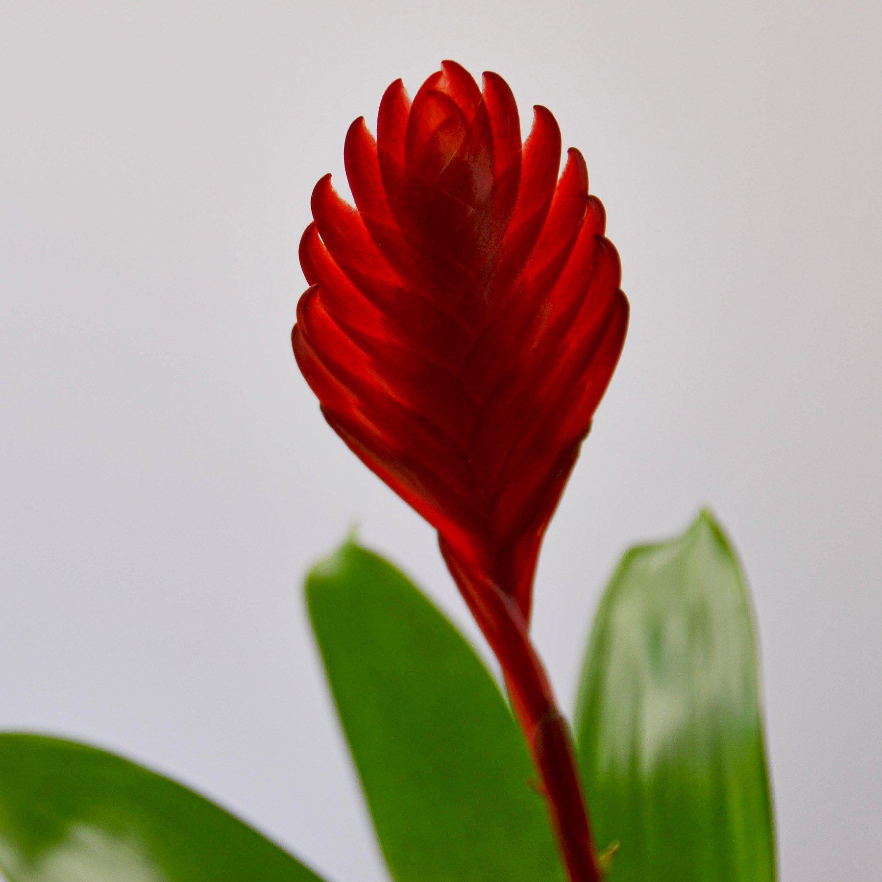 Bromeliad 'Christiane'