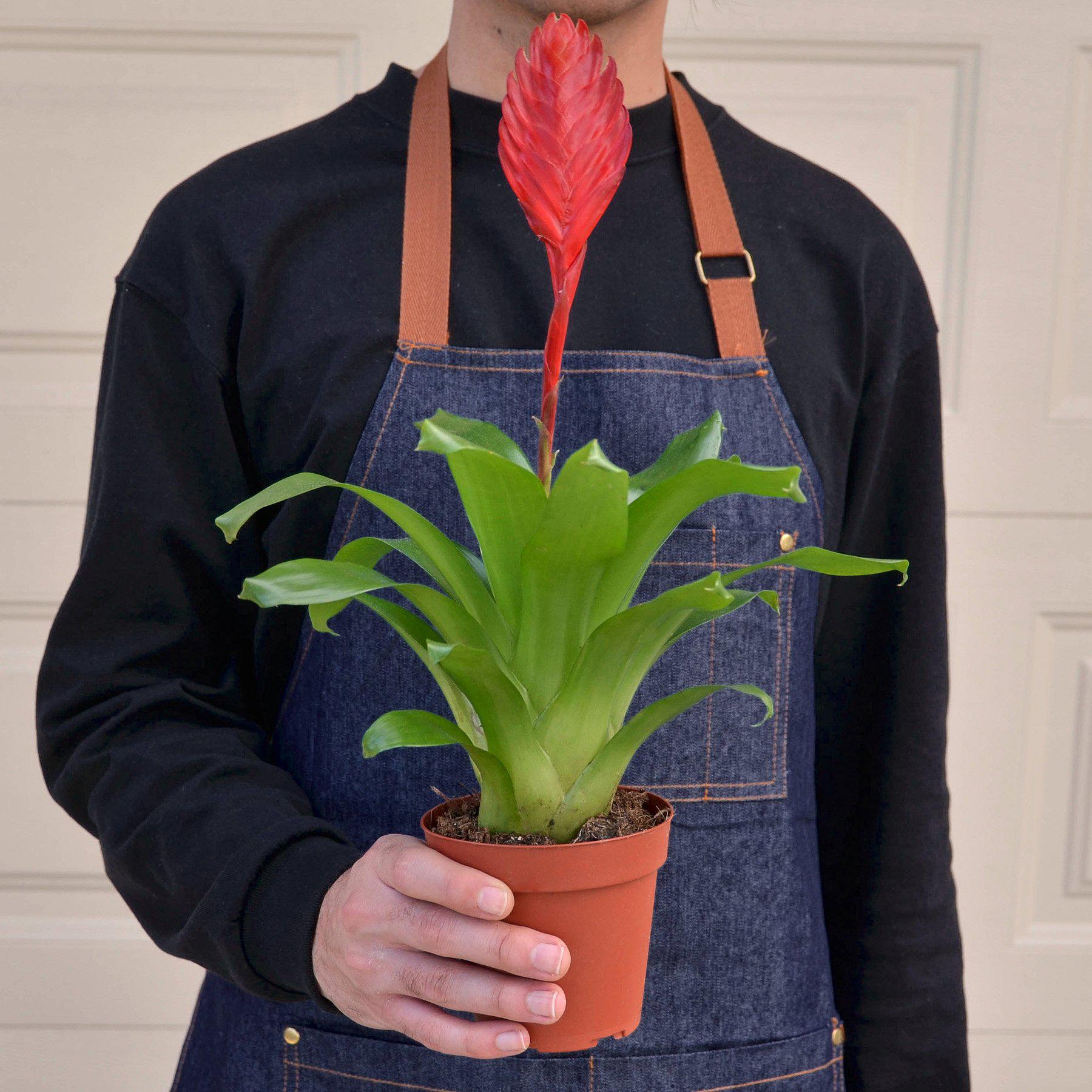 Bromeliad 'Christiane'