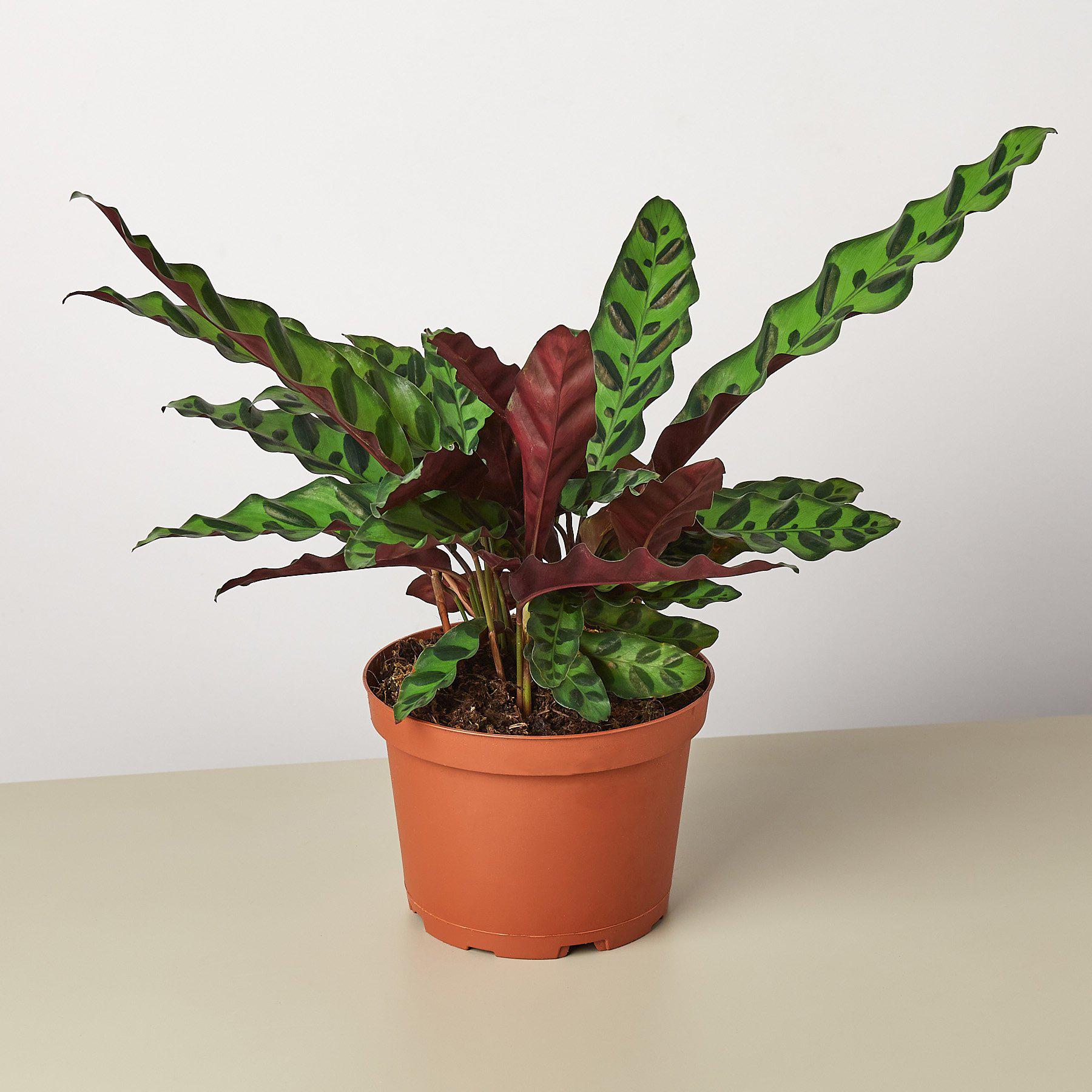 Calathea Lancifolia 'Rattlesnake'
