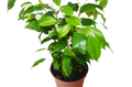 Ficus 'Benjamina'