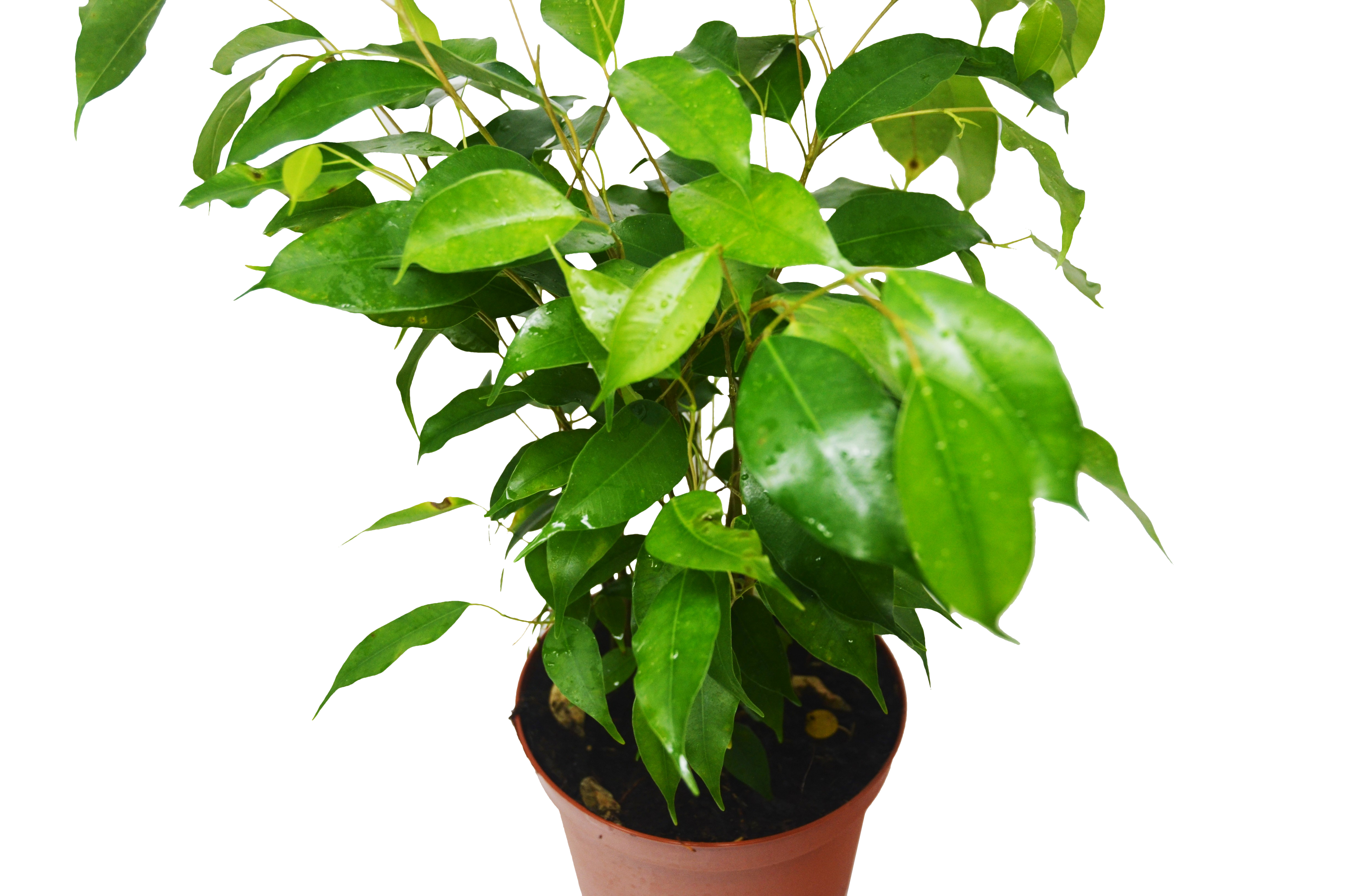 Ficus 'Benjamina'