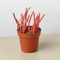 Succulent Euphorbia Tirucalli 'Fire Sticks'