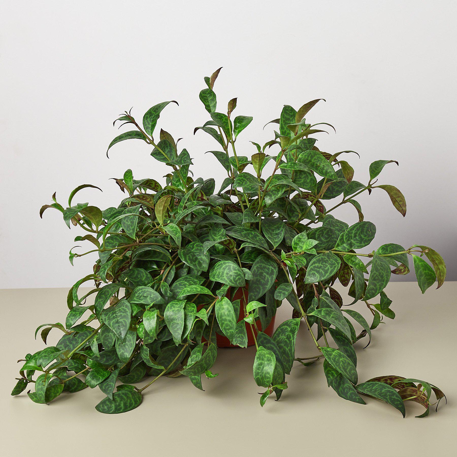 Lipstick 'Black Pagoda'