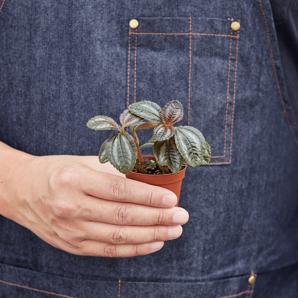 Pilea 'Bronze'