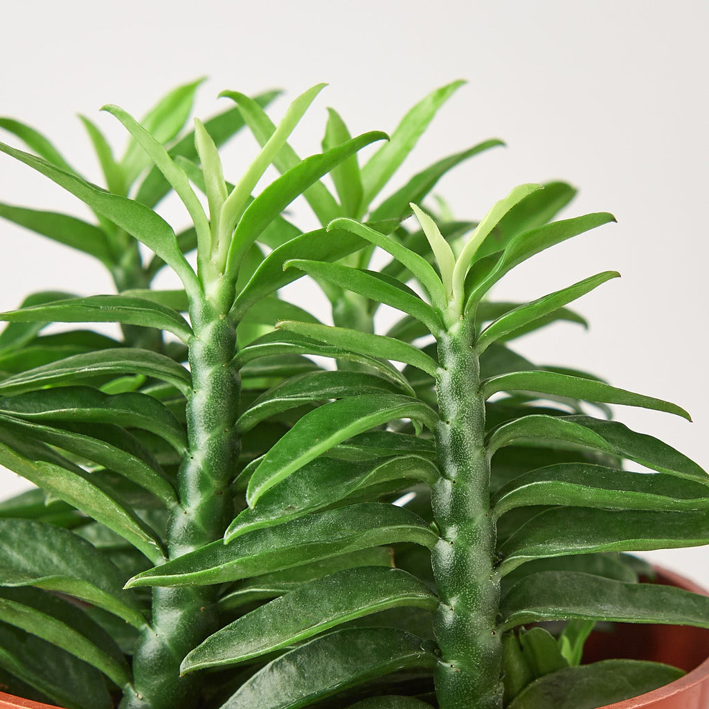 Devil's Backbone Euphorbia