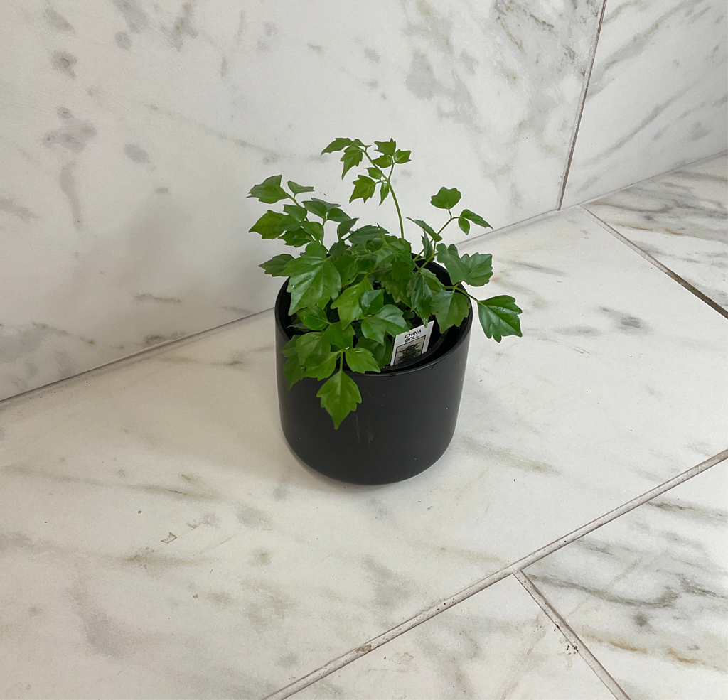 Radermachera Sinica China Doll, 4" Plant