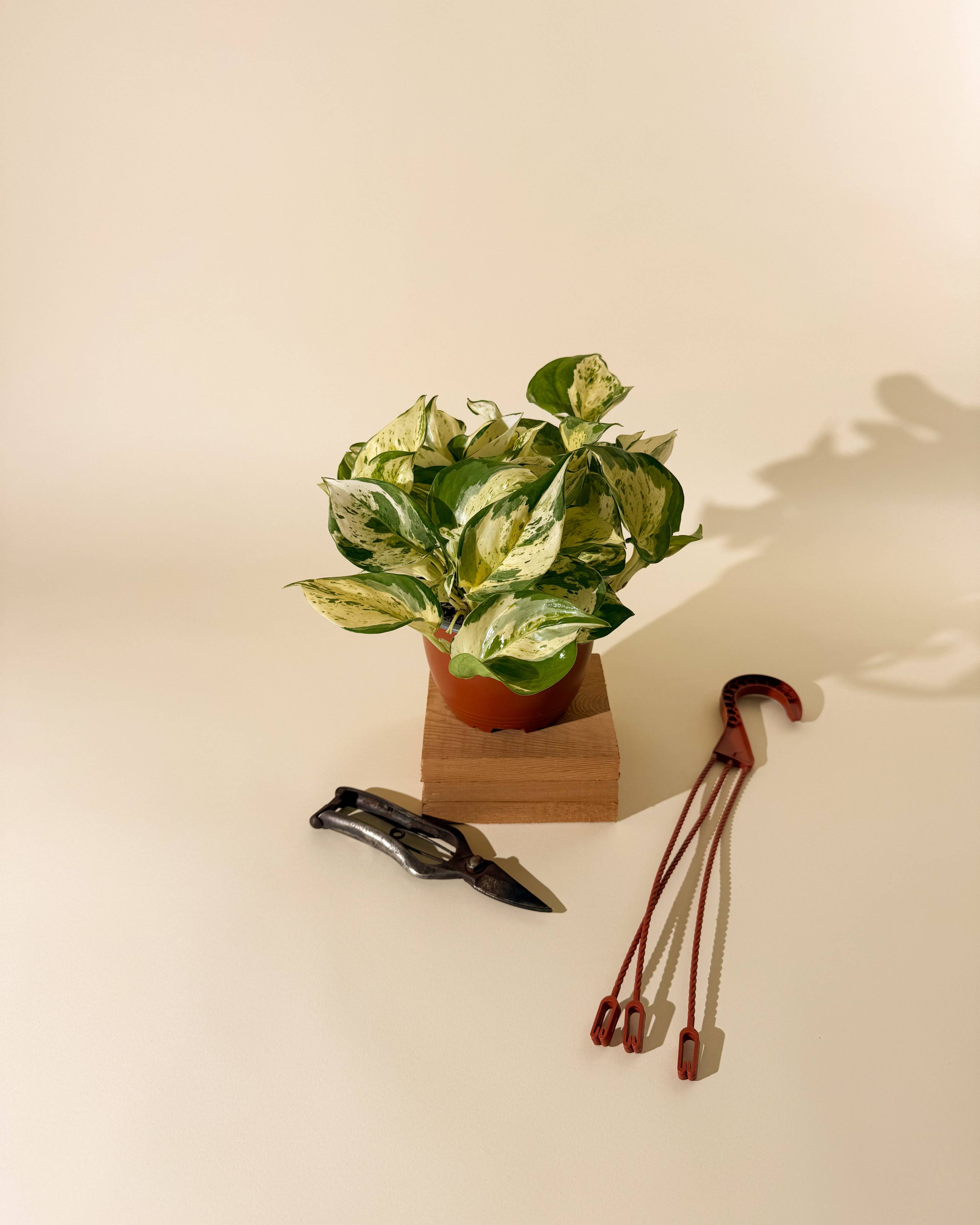 6" Epipremnum Aureum 'Manjula Compacta' (Hanging Basket)