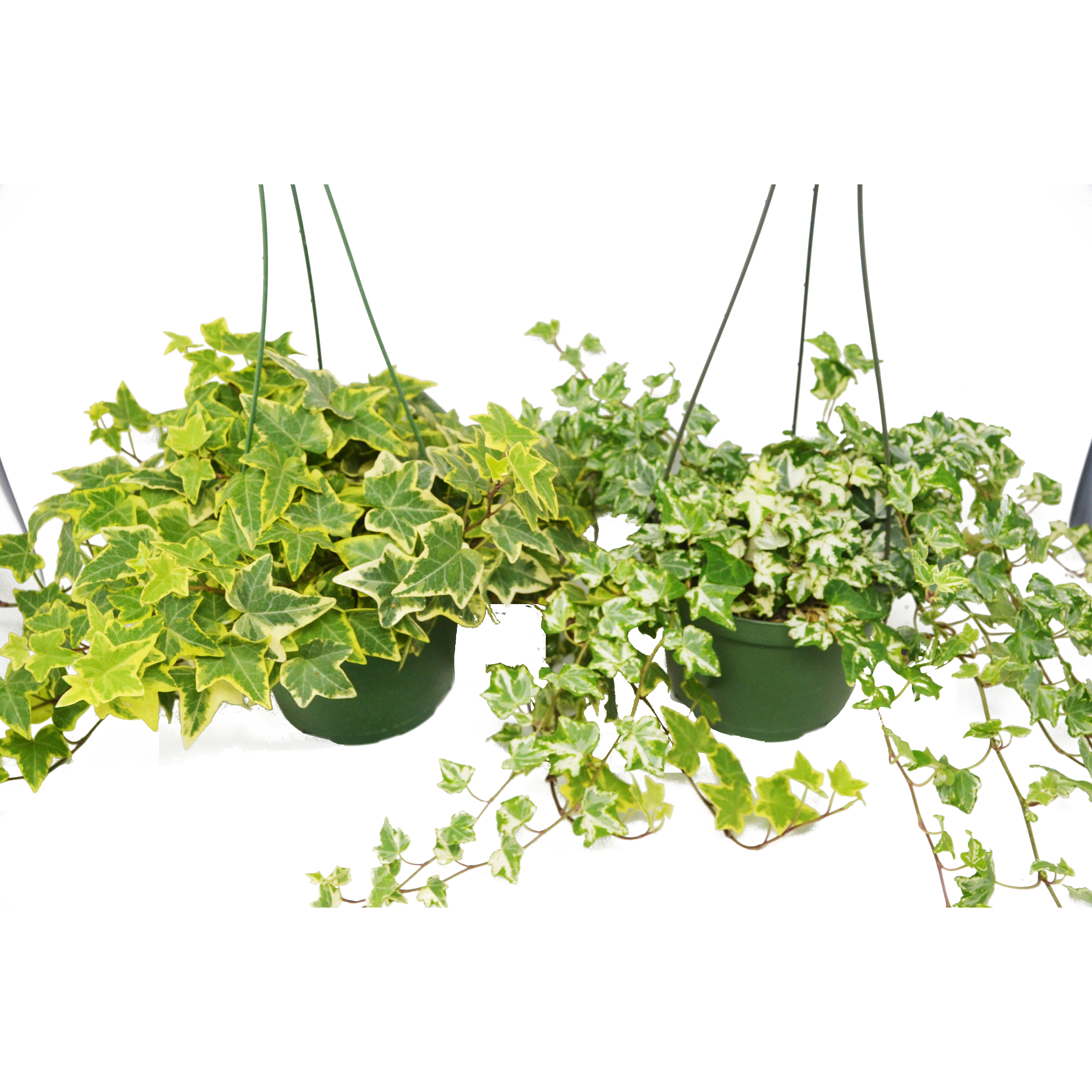 2 English Ivy Variety Pack - FREE Care Guide - 6" Hanging Pot