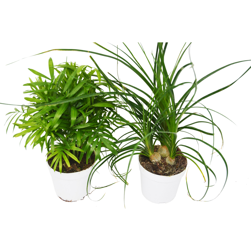 2 Palm Variety Pack / 4" Pots / Live Plant / House Plant