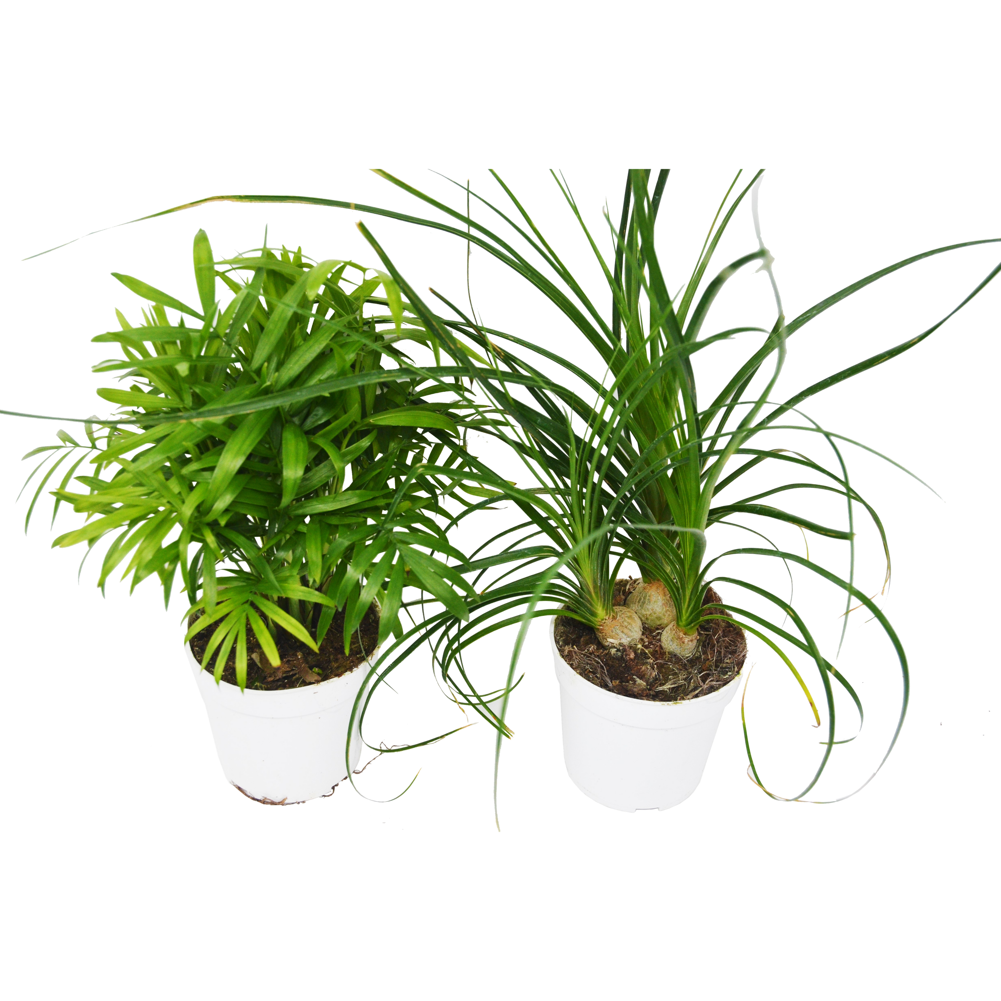 2 Palm Variety Pack / 4" Pots / Live Plant / House Plant