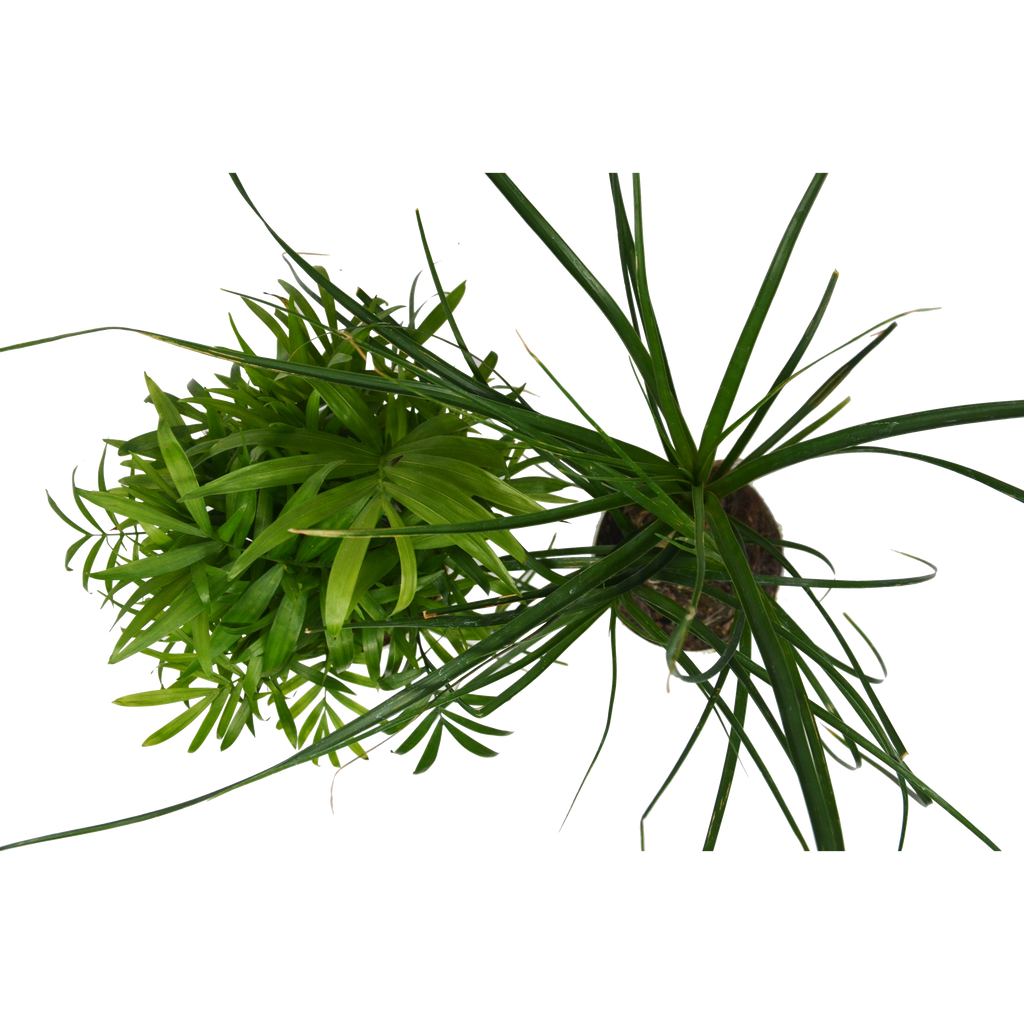 2 Palm Variety Pack / 4" Pots / Live Plant / House Plant