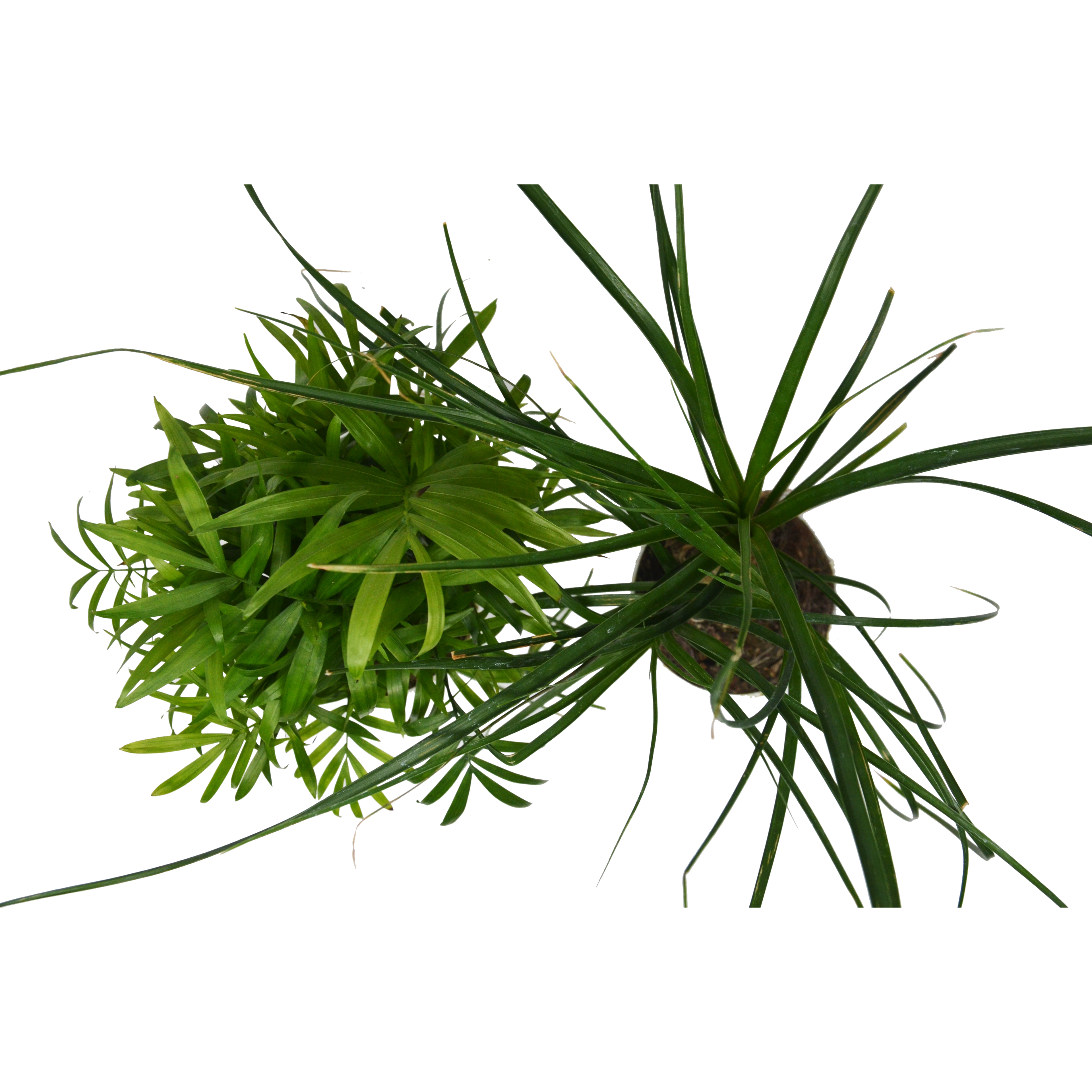 2 Palm Variety Pack / 4" Pots / Live Plant / House Plant