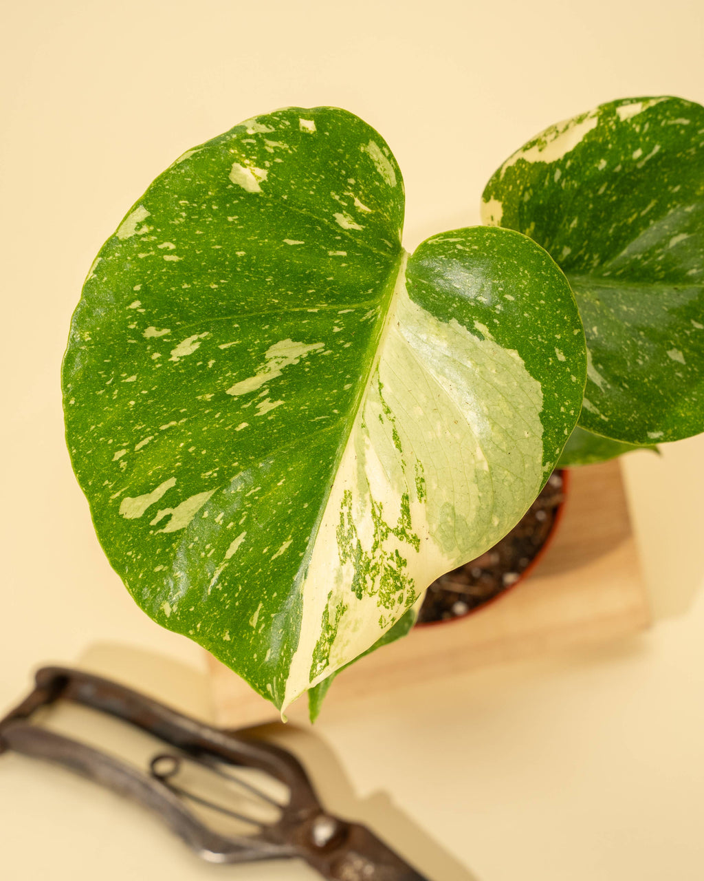 4" Monstera 'Thai Constellation'