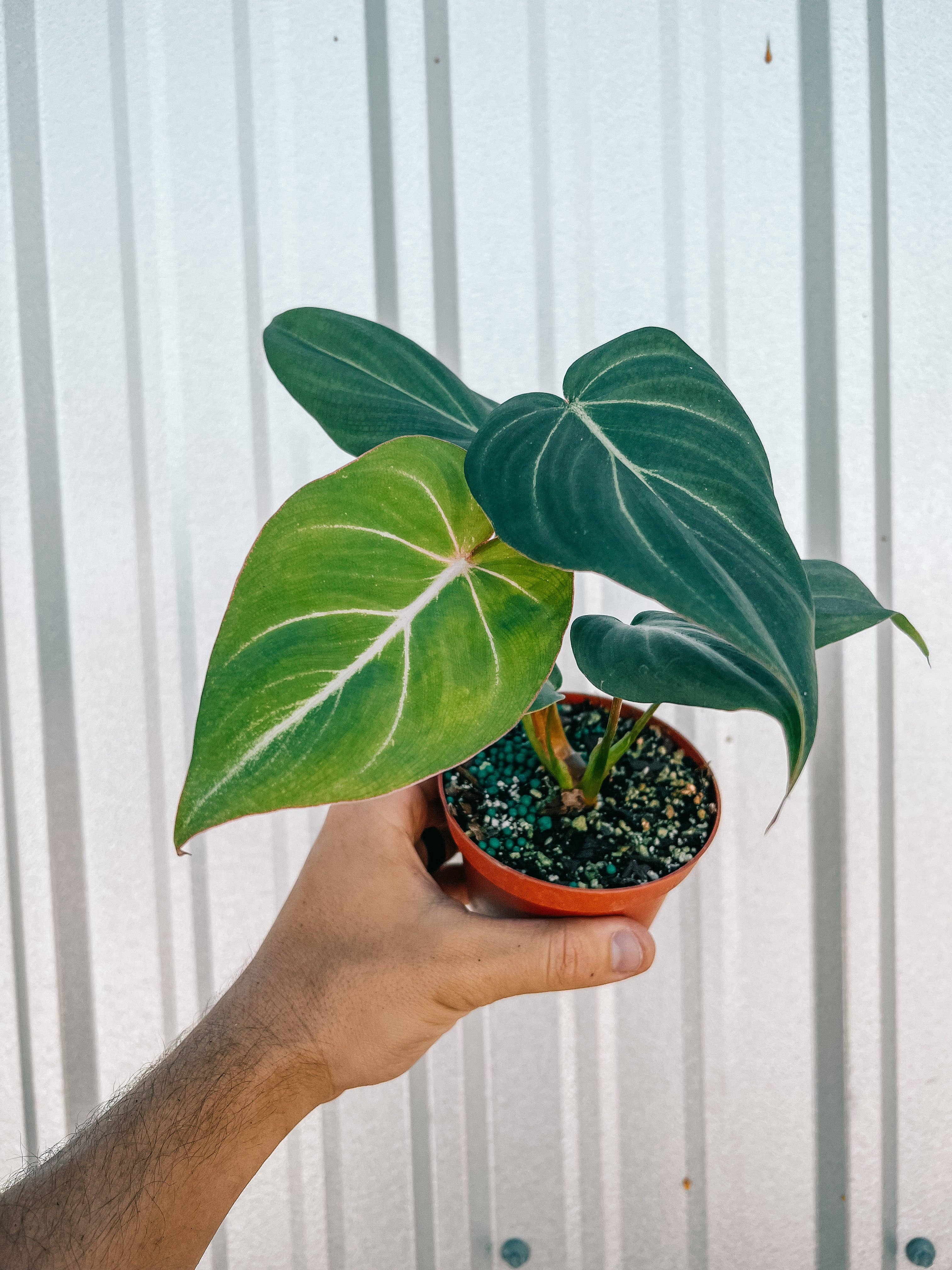 4" Philodendron 'Gloriosum'