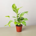 Pothos 'Golden'