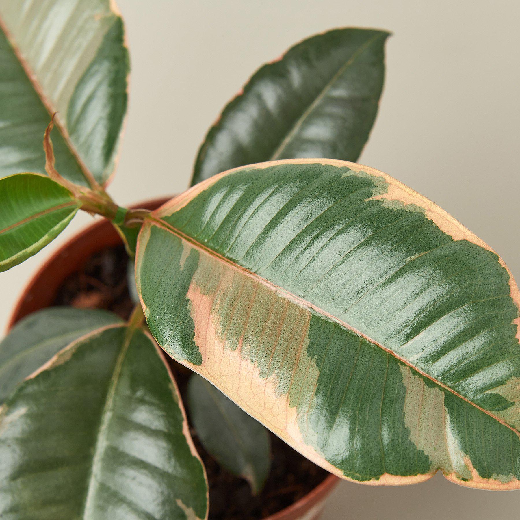 Ficus Elastica 'Ruby Pink'