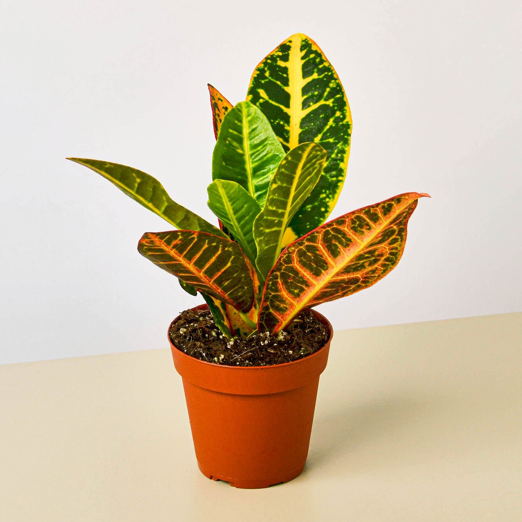Croton Petra 'Joseph's Coat'