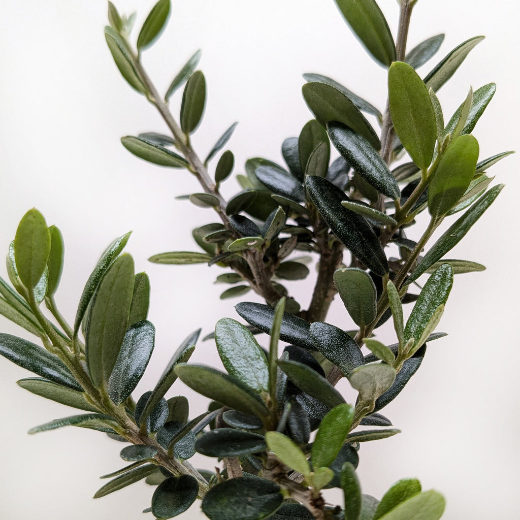 Common Olive Tree (Olea europaea)