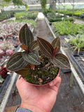 Ludisia Discolor