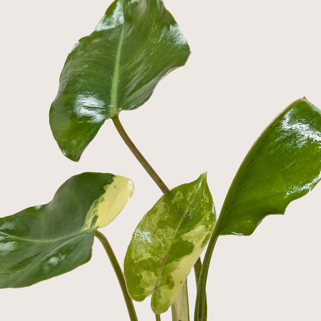 Philodendron Burle Marx Albo