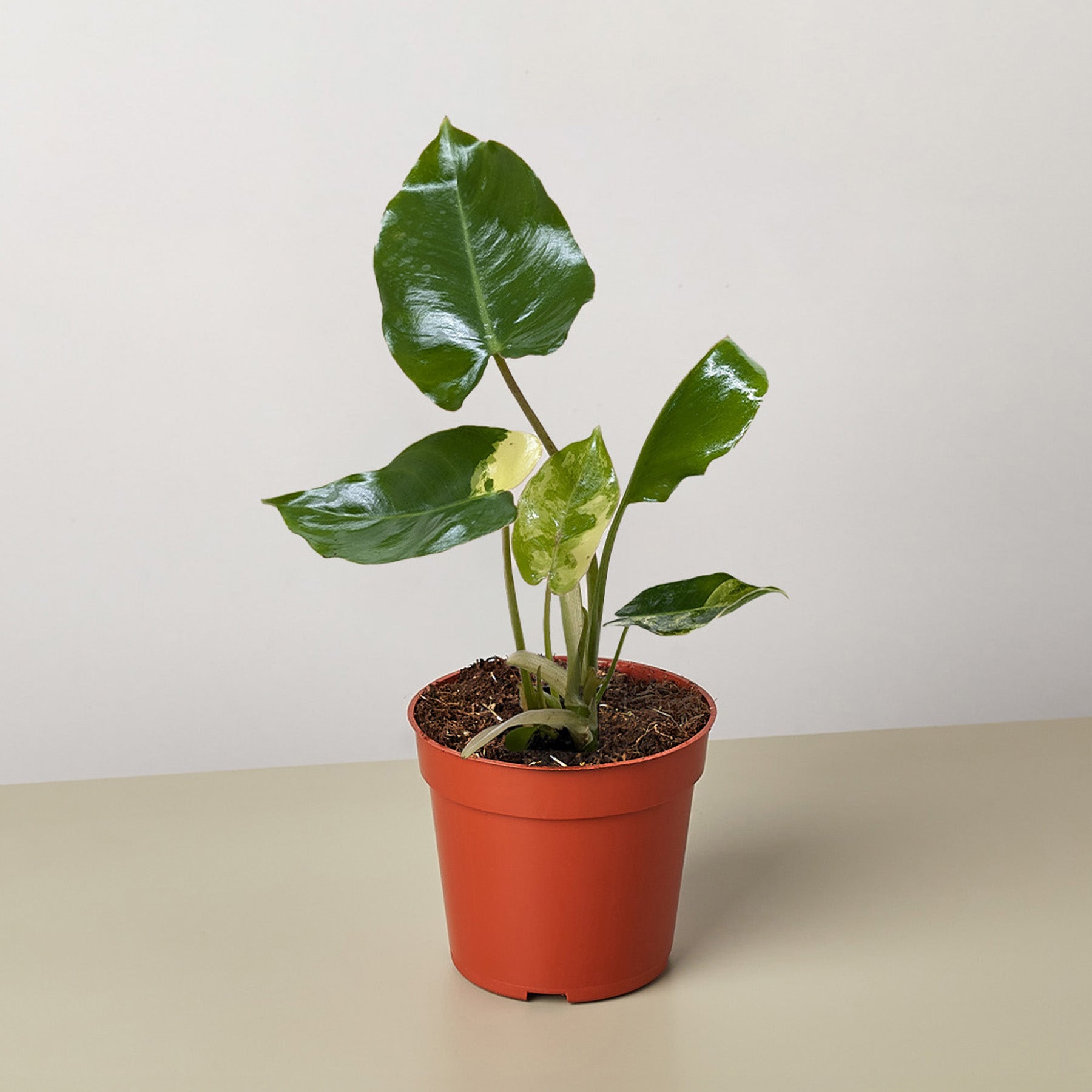 Philodendron Burle Marx Albo