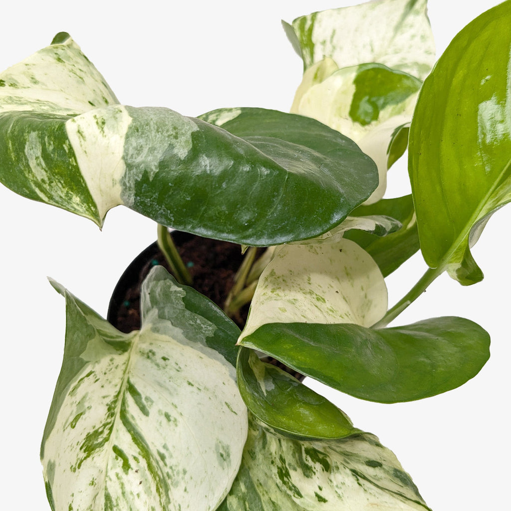 Pothos 'Manjula'