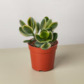 Succulent Crassula Jade Variegated