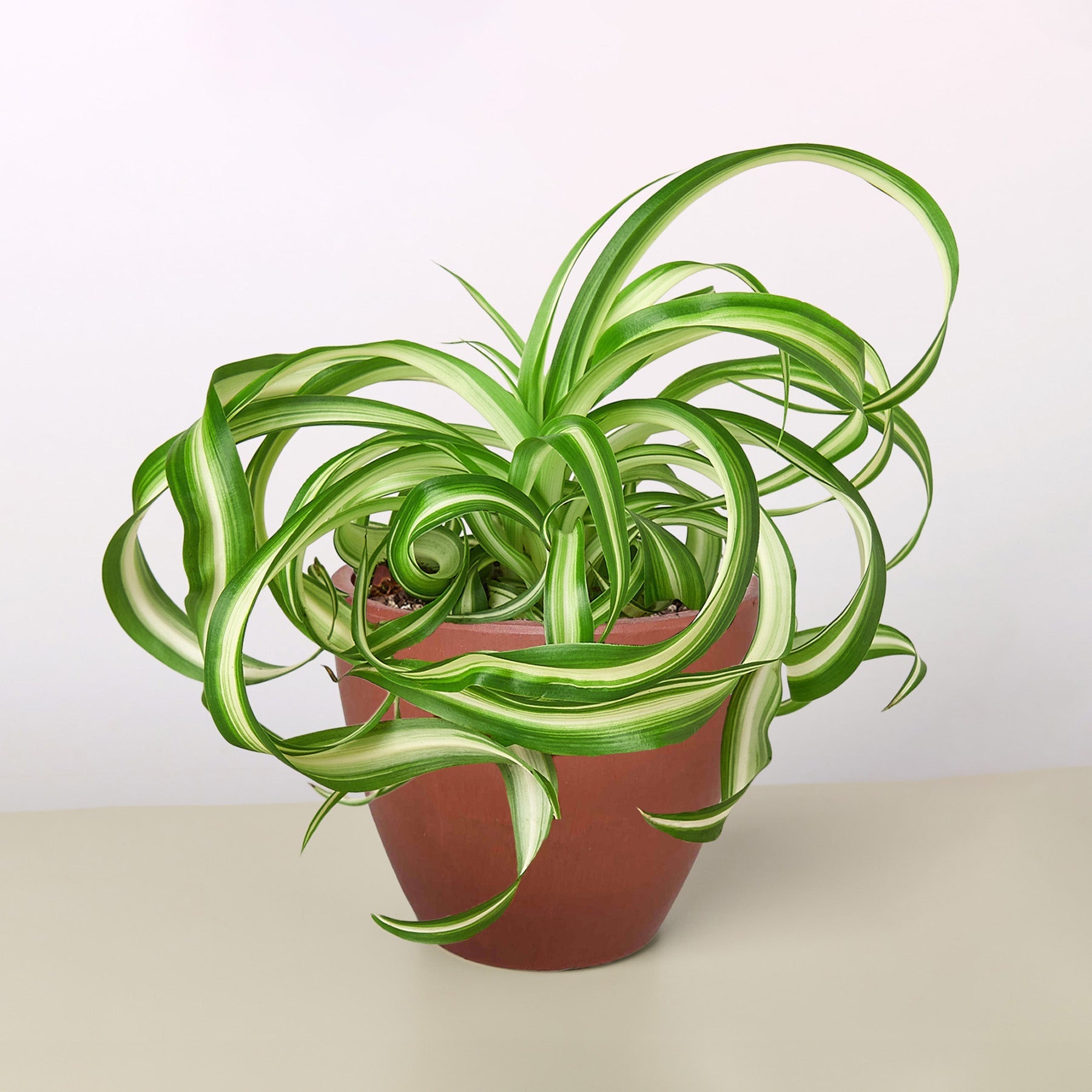 Spider Plant 'Bonnie'