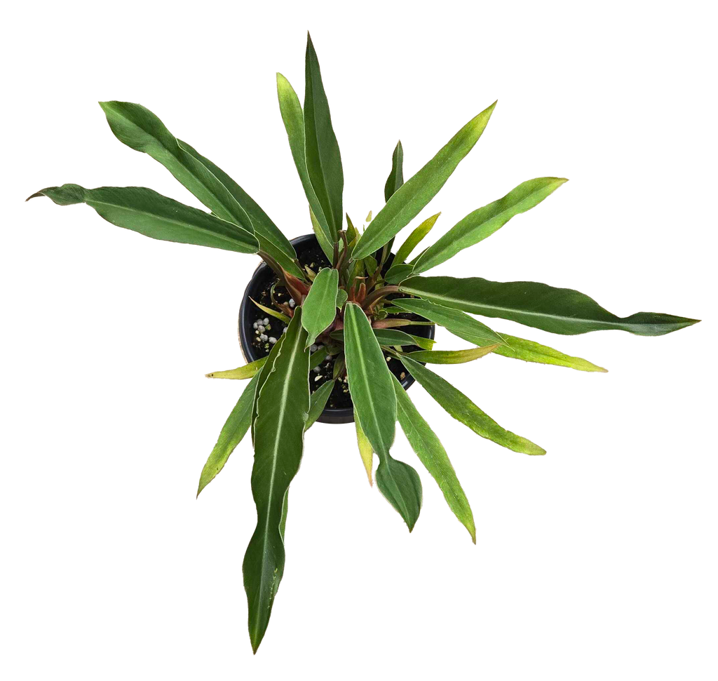 Philodendron Pluto Mutation 4 inch Grower Pot