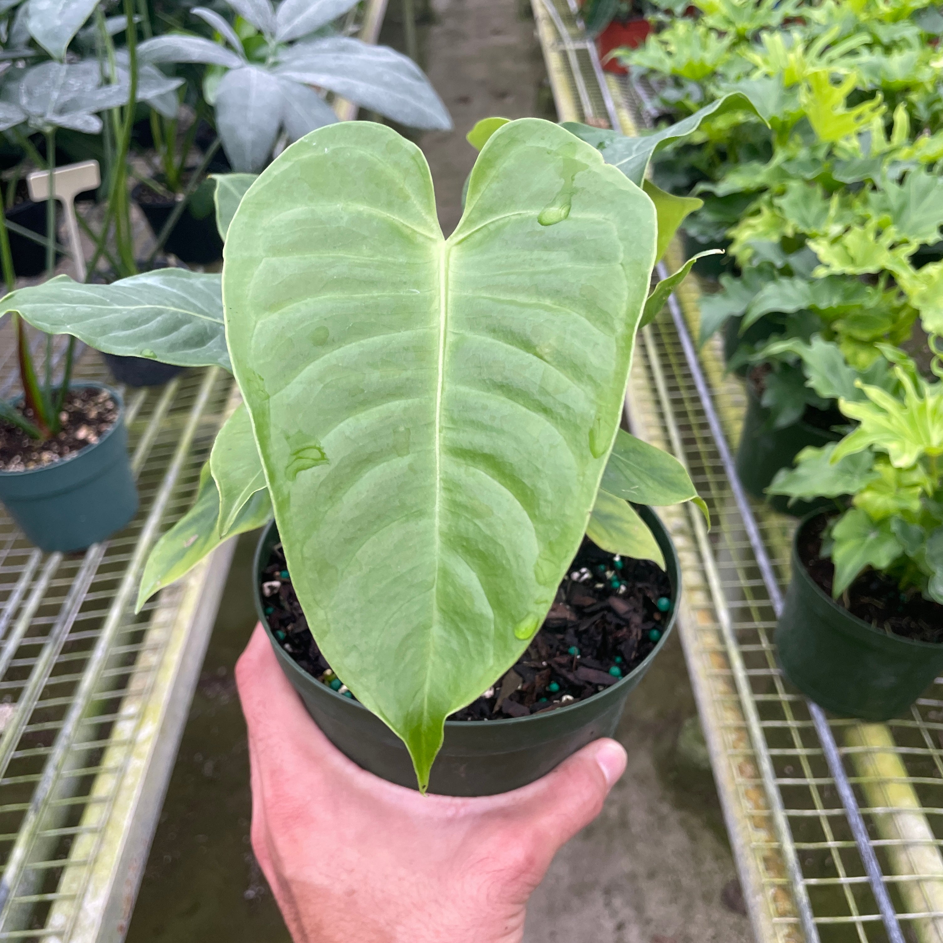 Anthurium 'Veitchii'