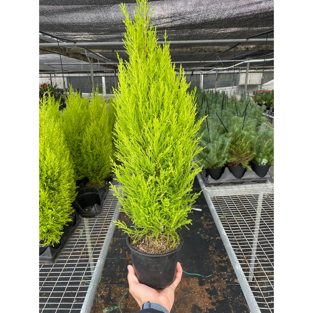 Cypress Lemon
