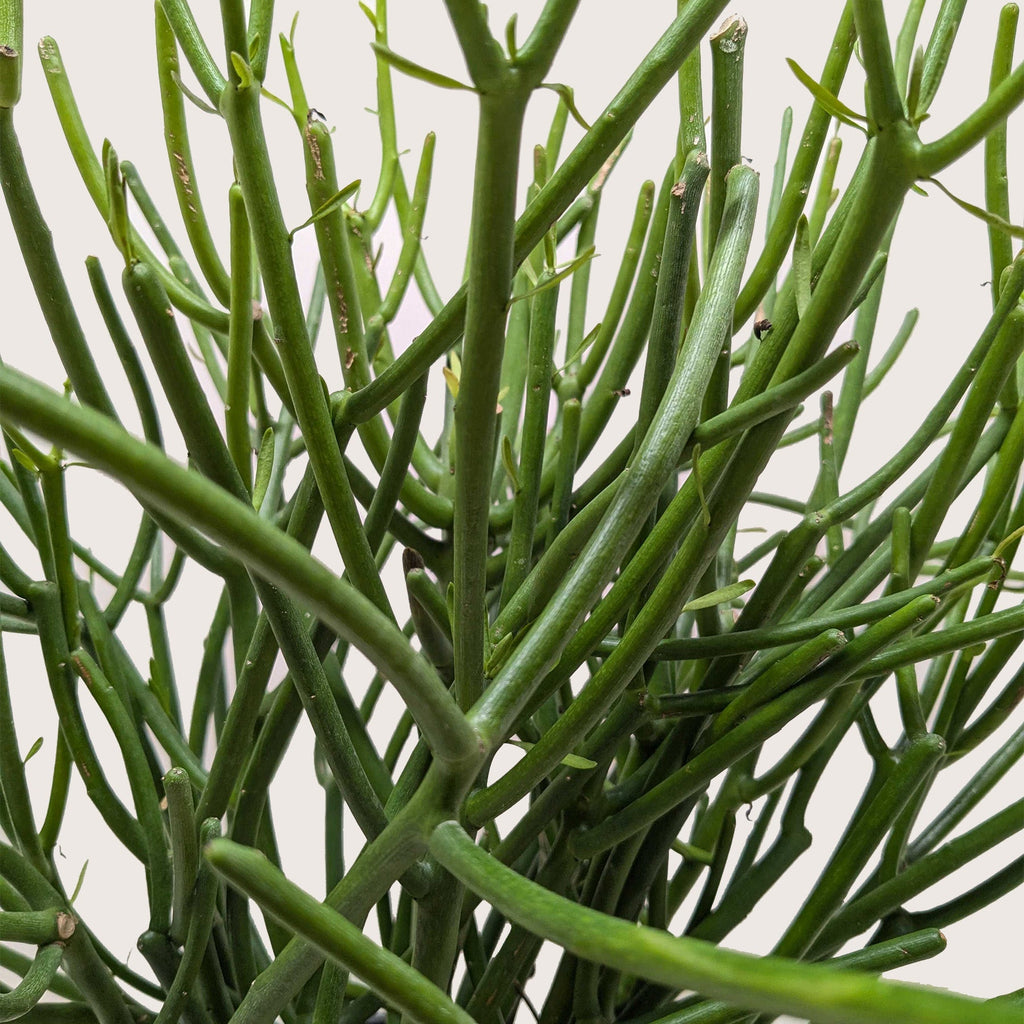 Euphorbia 'Pencil Cactus'