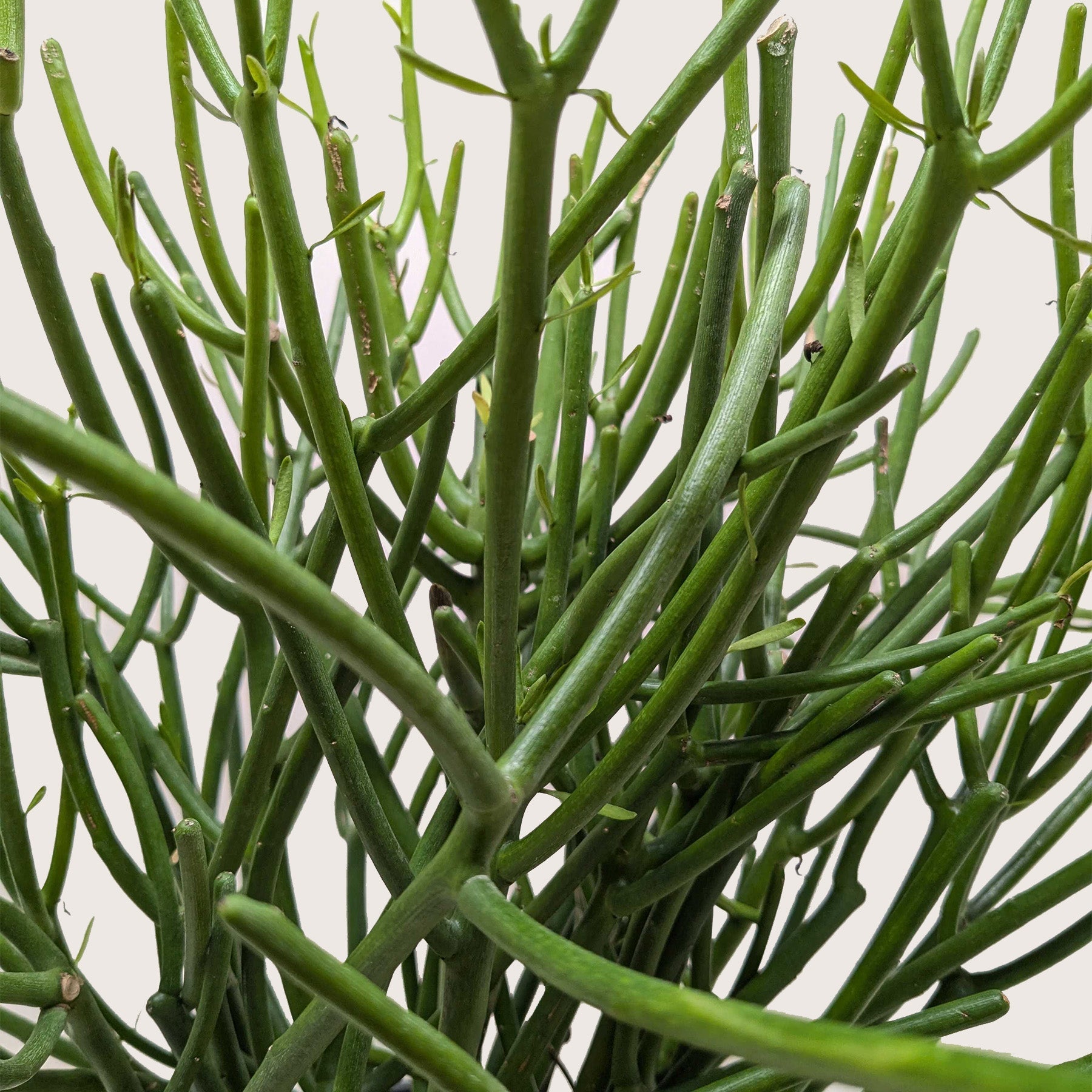 Euphorbia 'Pencil Cactus'