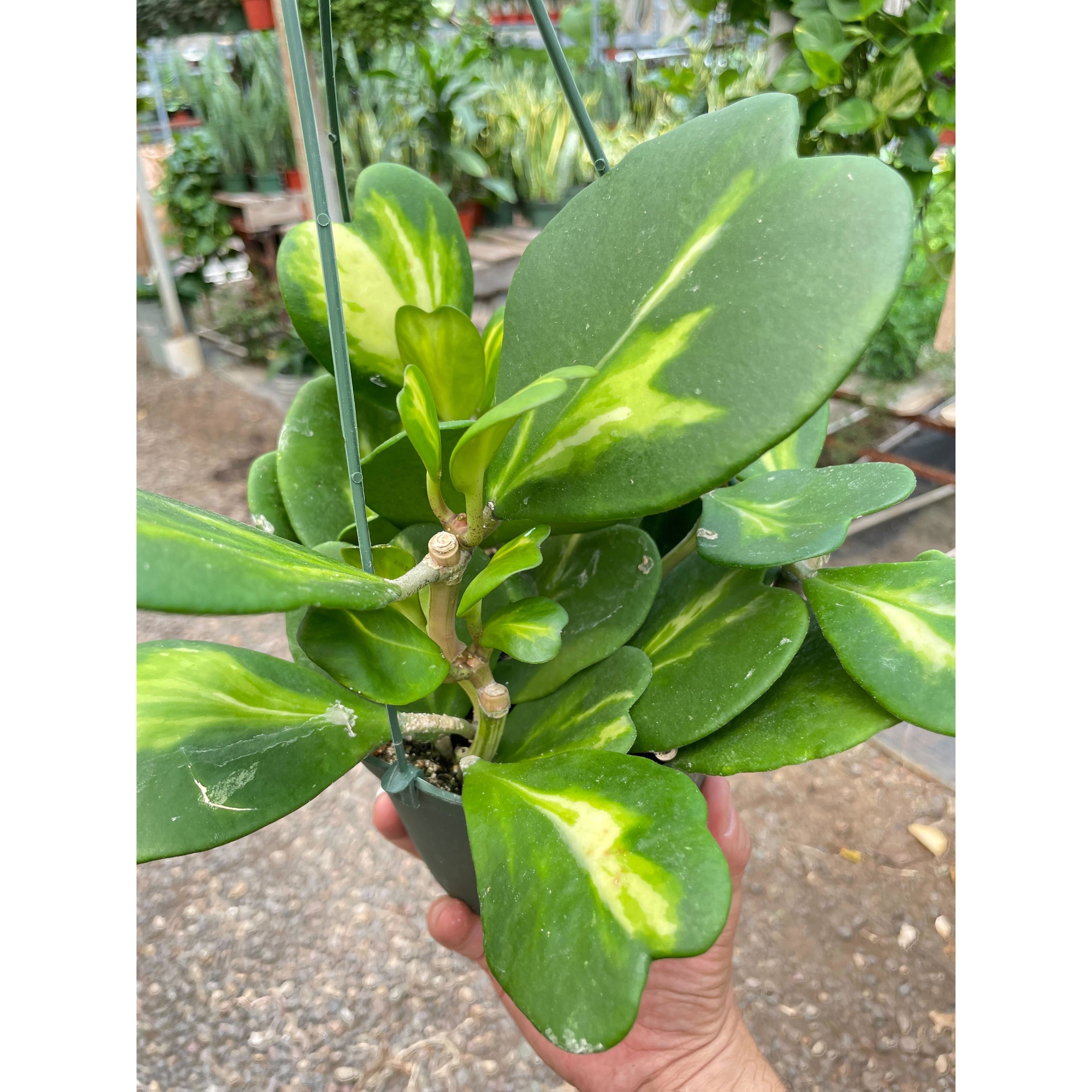 Hoya Heart 'Reverse Variegata'