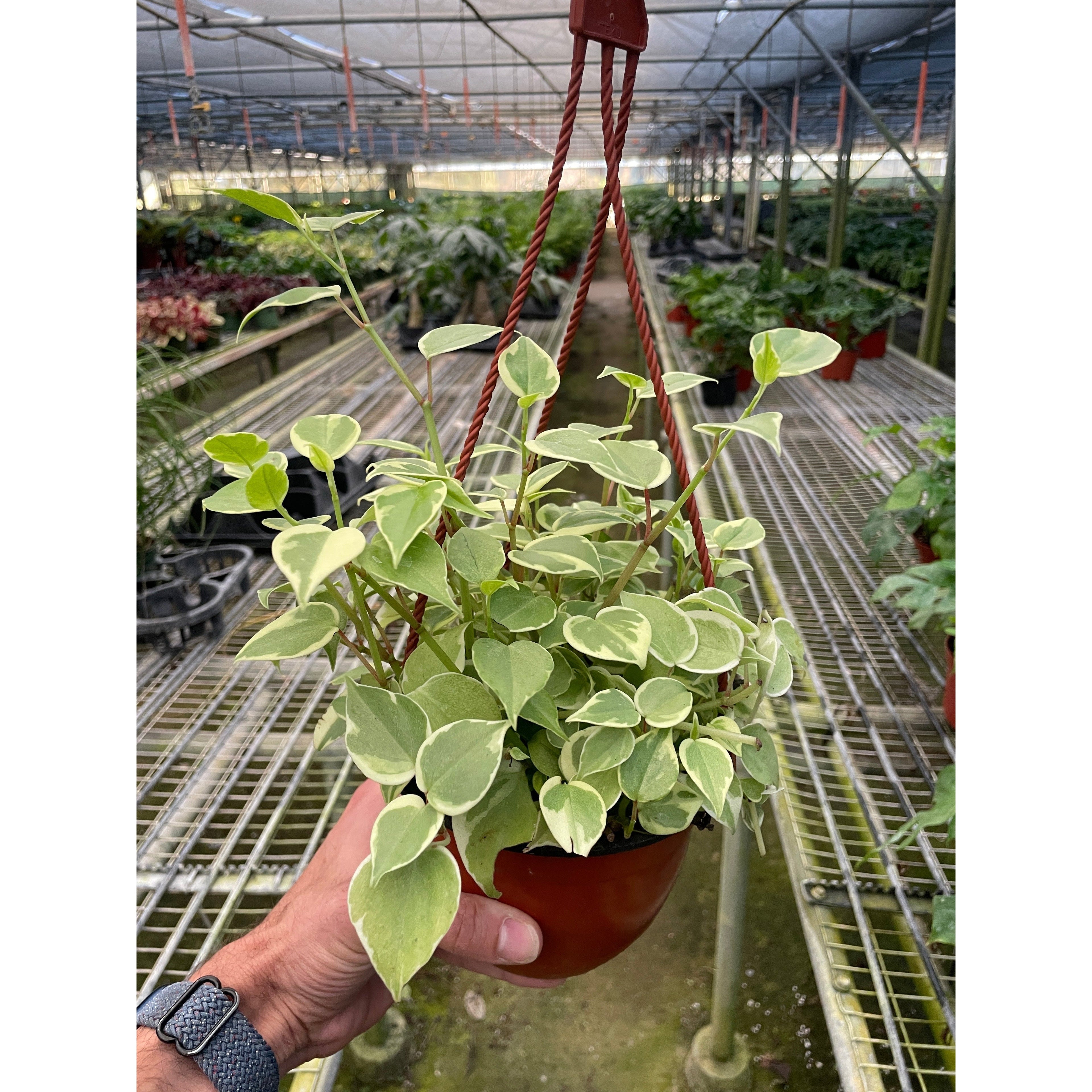 Peperomia 'Cupid'