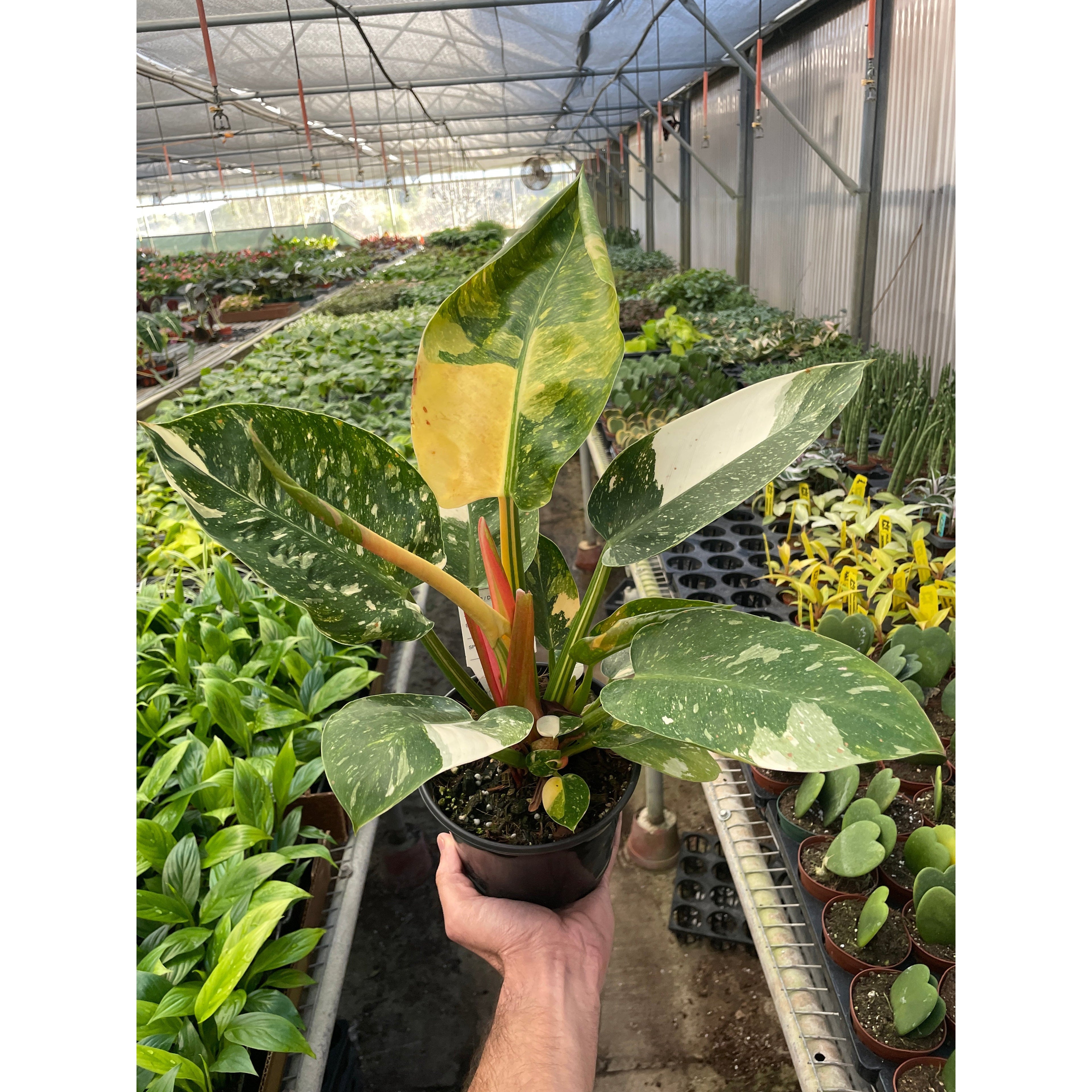 Philodendron 'Congo Green Variegated'
