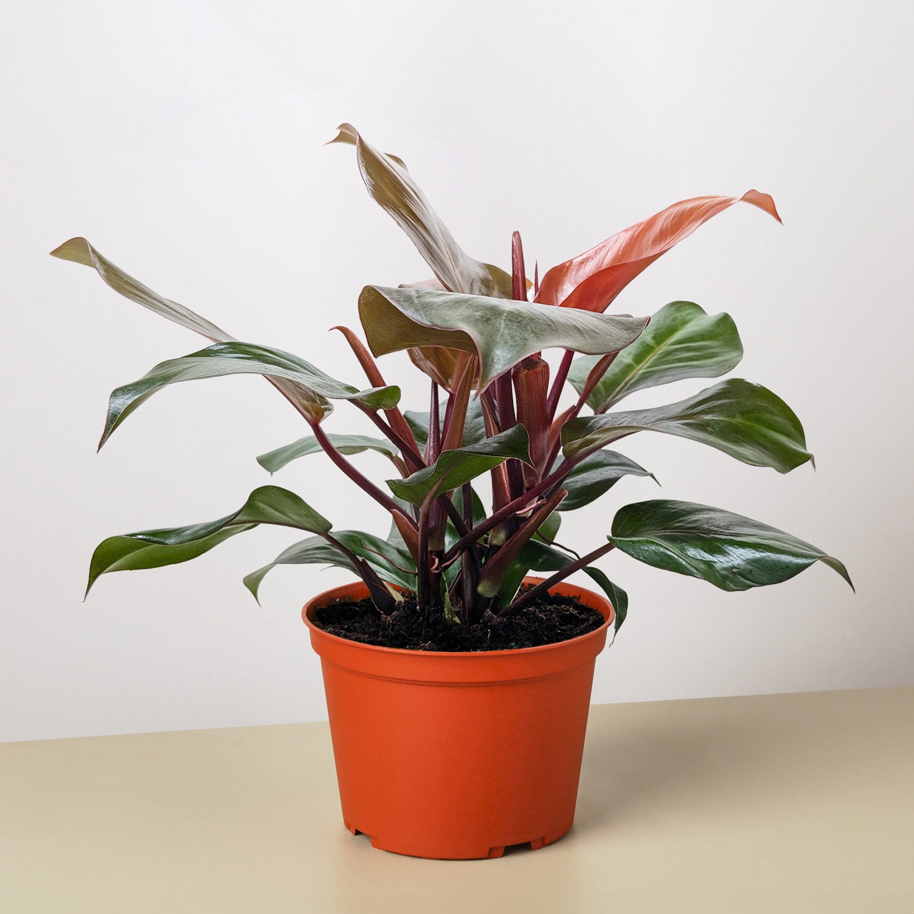 Philodendron 'Sun Red'