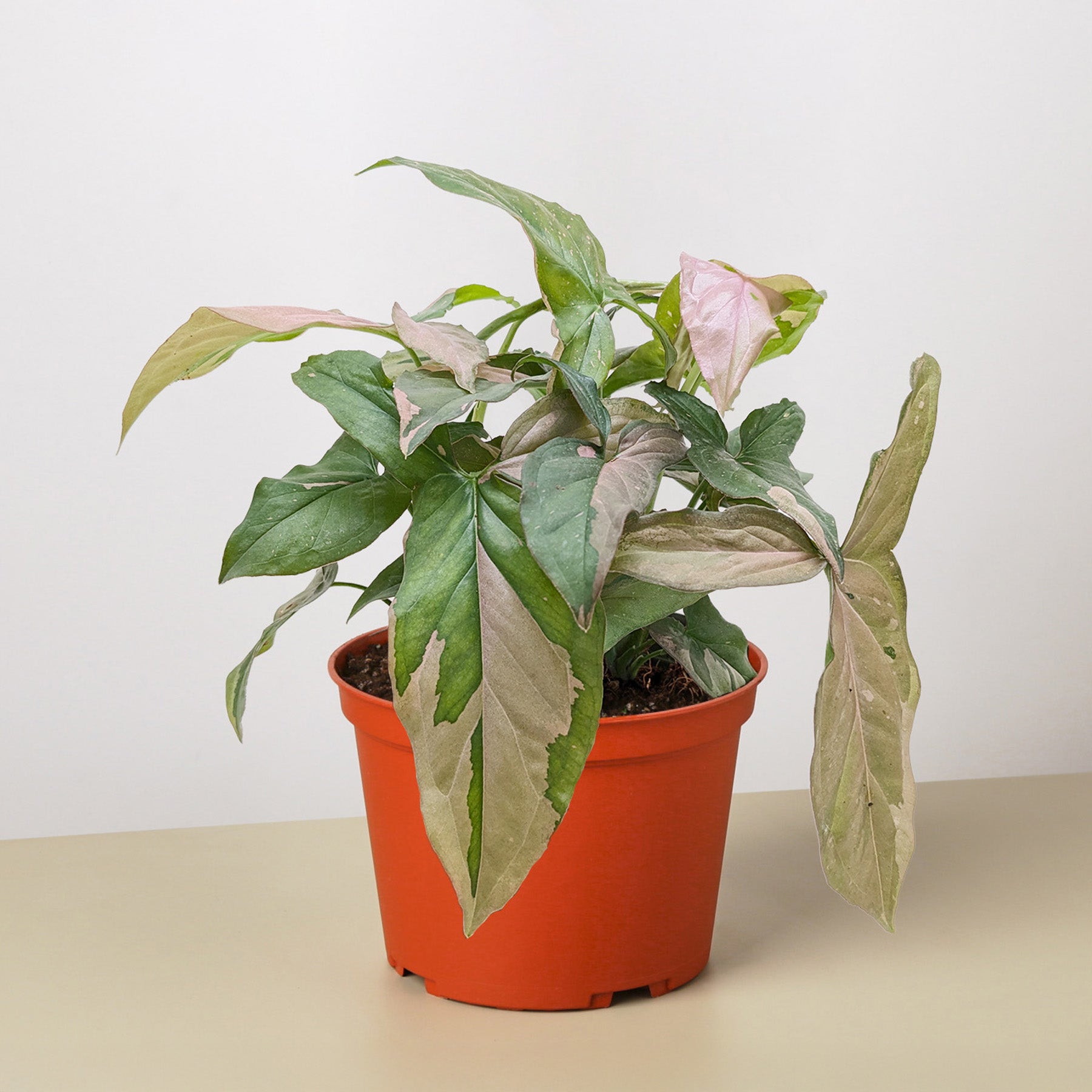 Syngonium 'Pink Splash' - 4" Pot