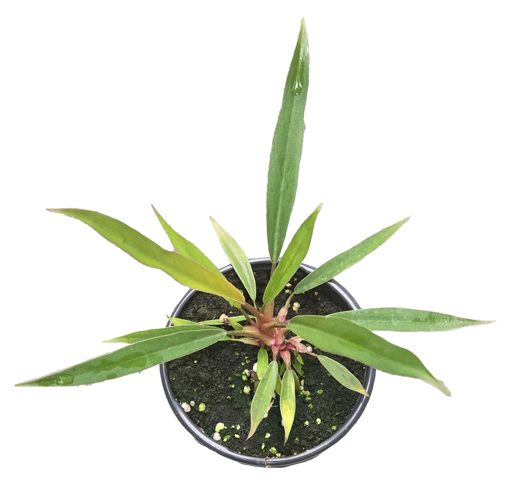 Philodendron Pluto Mutation 4 inch Grower Pot