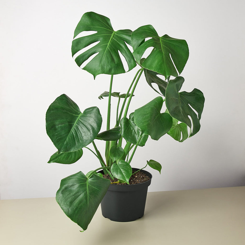 Monstera 'Split-Leaf'
