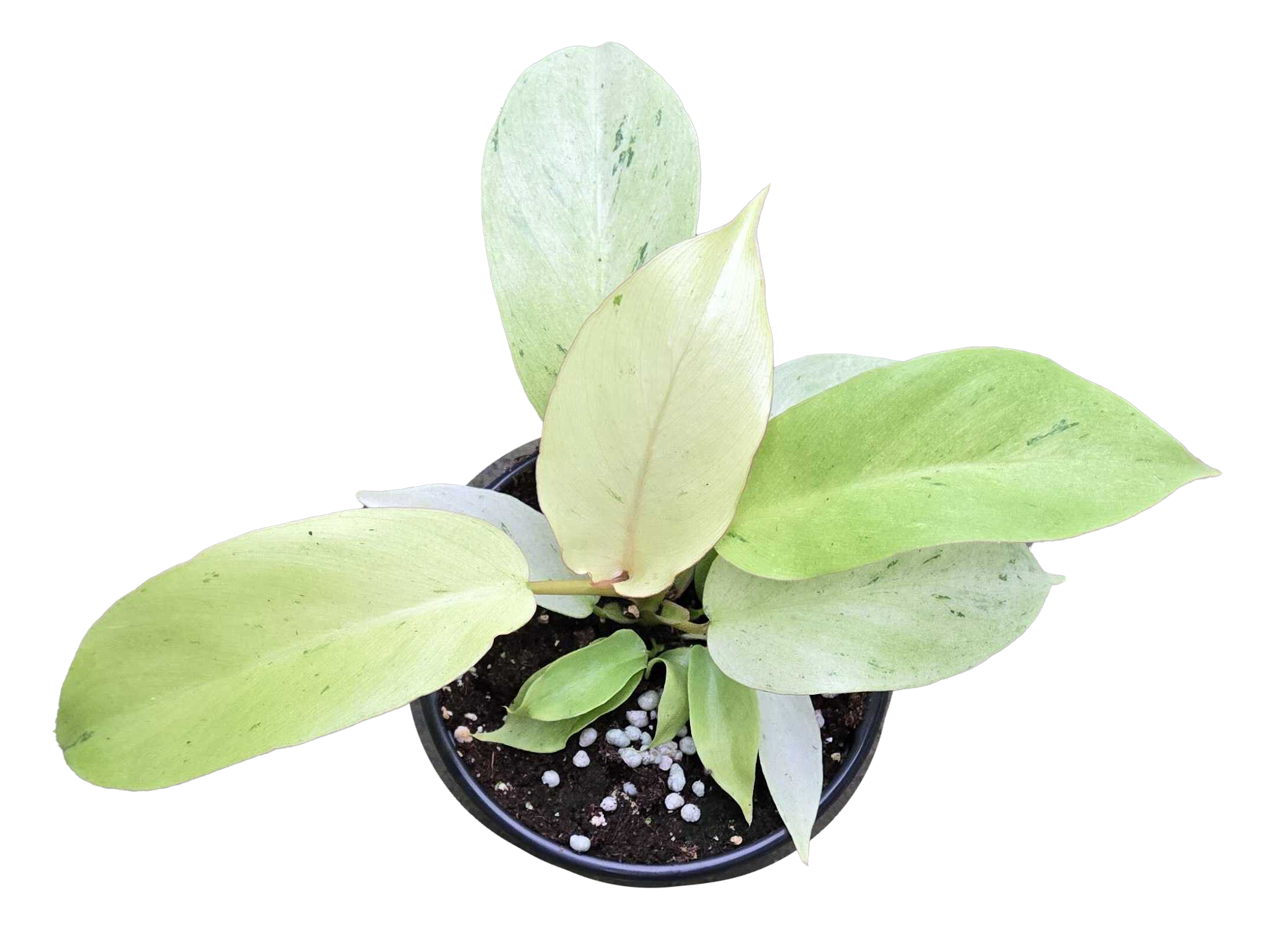 Philodendron Snowdrift 4 inch Grower Pot