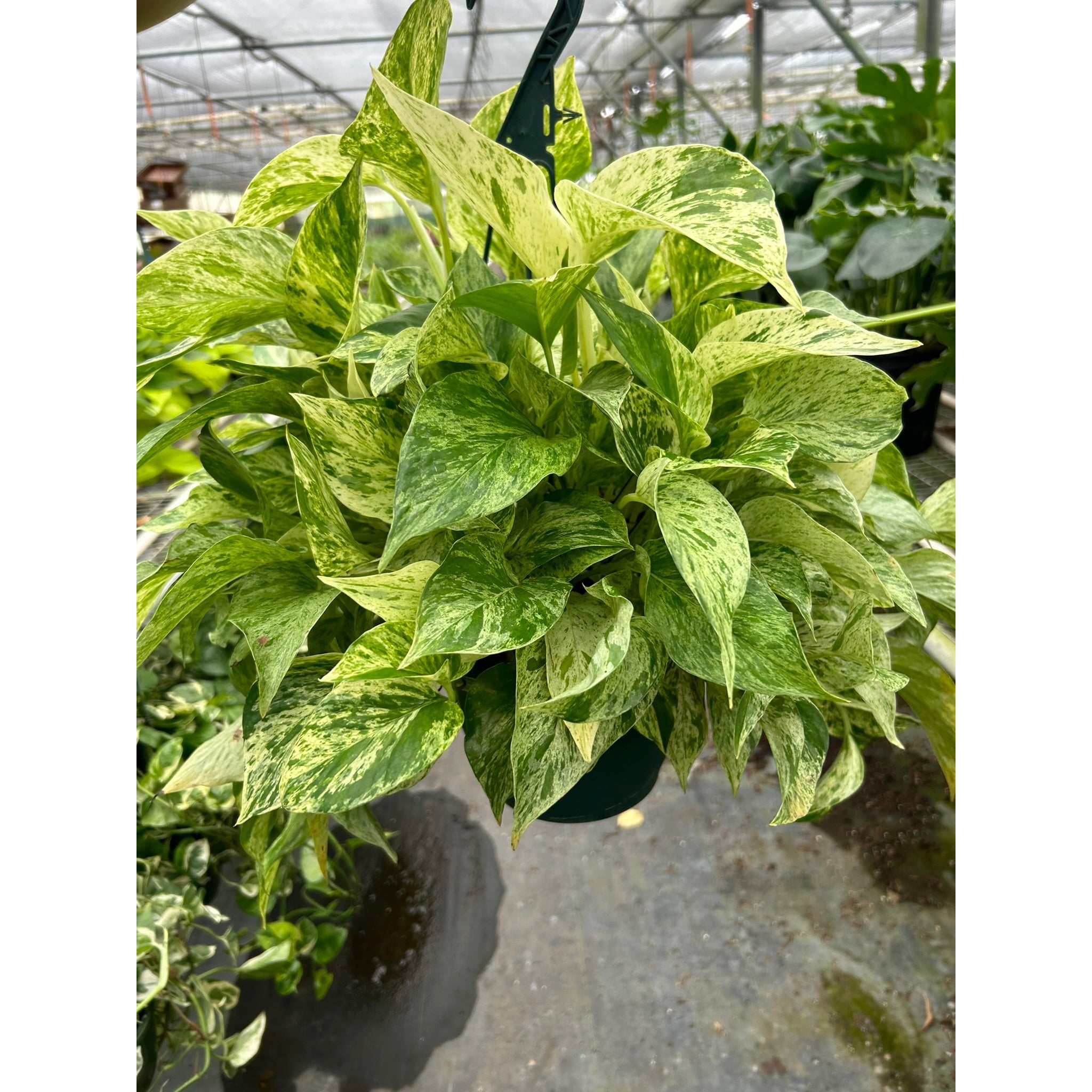 Pothos 'Marble Queen'