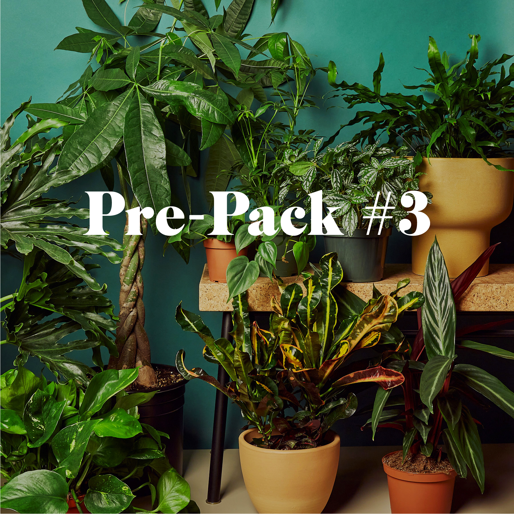 Plant Paradise Extra Large Bundle