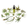 12 Tillandsia Air Plant Variety Pack with Spray Bottle