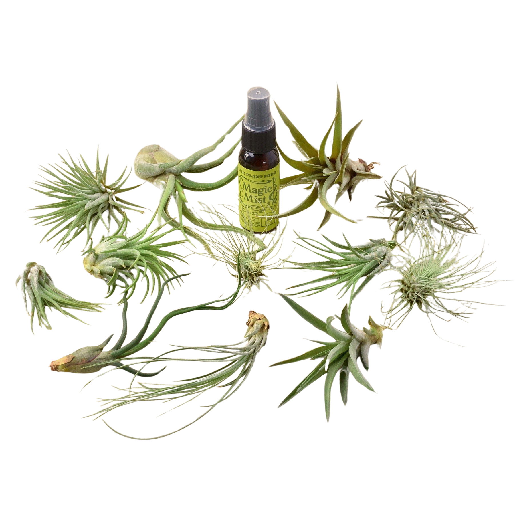12 Tillandsia Air Plant Variety Pack with Spray Bottle