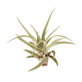 10pk Veluntina Air Plants