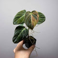 Philodendron Melanocrysum