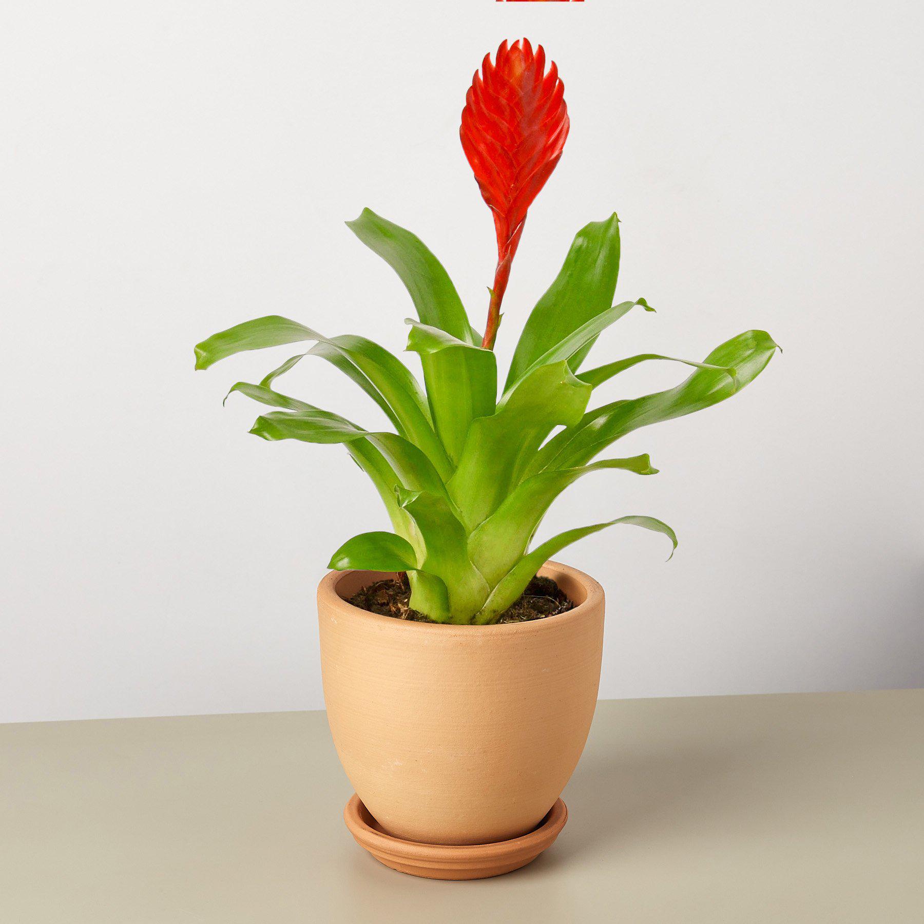 Bromeliad 'Christiane'